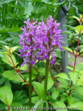 Dactylorhiza-Hybride