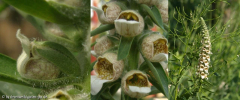 Digitalis lanata
