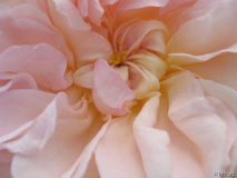 Shropshire Lad.jpg