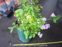 Kopie von Ashdown - Rosen 001.jpg