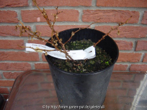 Kopie von Ashdown - Rosen 002.jpg