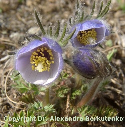 Pulsatilla ajanensis