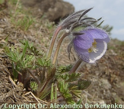 Pulsatilla ajanensis