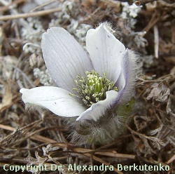 Pulsatilla magadanensis