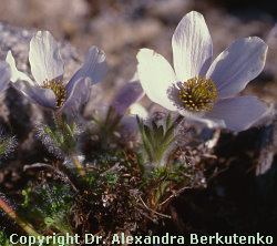 Pulsatilla magadanensis