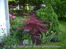 rotbraune Iris + Acer