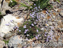 limonium spec.jpg