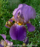 Iris 07_05_14 a.jpg