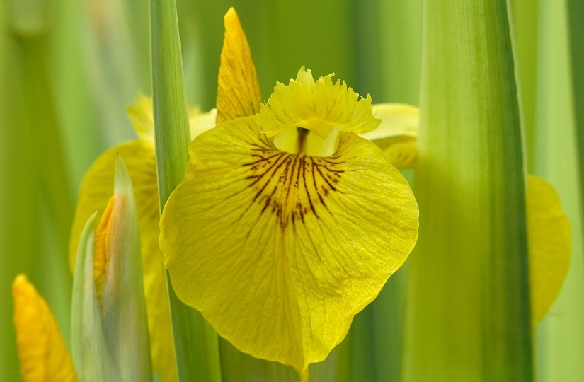 Iris 1