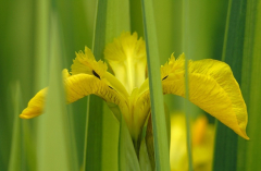 Iris 2