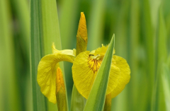 Iris 3