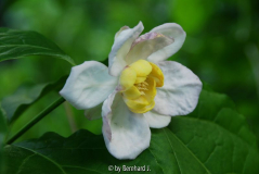 Sinocalycanthus chinensis - Wachsstrauch