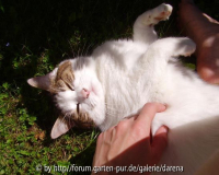 Genießerkatze
