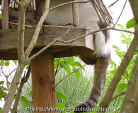 dicker Katzenpopo