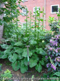 Cardiocrinum giganteum - 02.06.2007 I