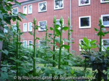 Cardiocrinum giganteum - 02.06.2007 II