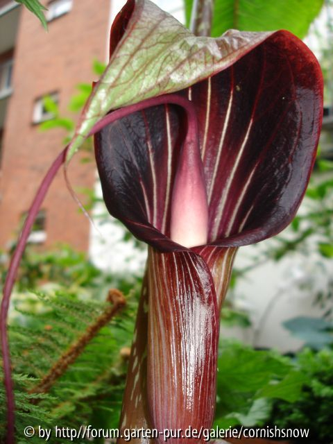Arisaema speciosum 2007
