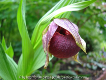 C. tibeticum - 02.06.2007 I
