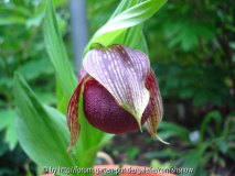 C. tibeticum - 02.06.2007 II