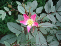 Rosa glauca