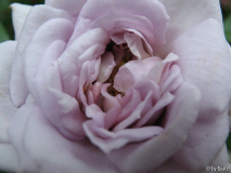 Winter Magic Blüte.jpg