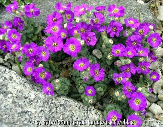 Aubrieta _Elsa Lancaster