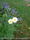 Rambling Rector 2006