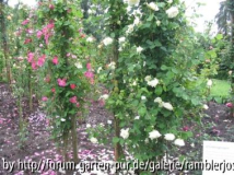 Bohnenstange mit Rose