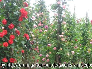 Die schönsten Bohnenstangen der Welt !!!