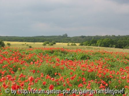 Mohnfeld im Harz !!!