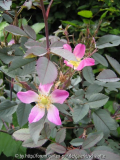 rosa glauca klein