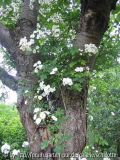 Rambling Rector in Kirsche