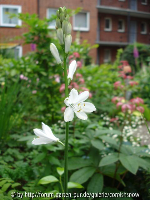Paradisea lusitanica I