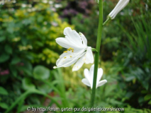 Paradisea lusitanica II