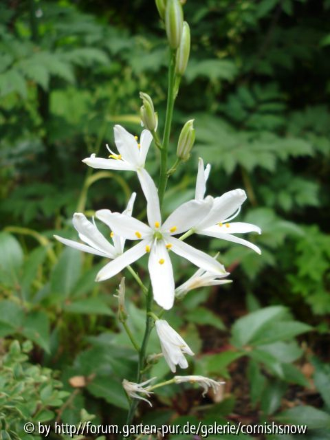Anthericum liliago I