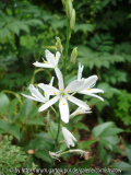 Anthericum liliago I
