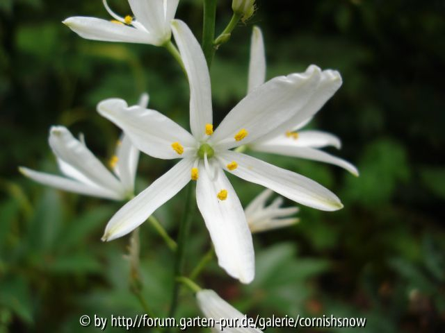 Anthericum liliago II