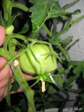 070605_KroatFleischtomate