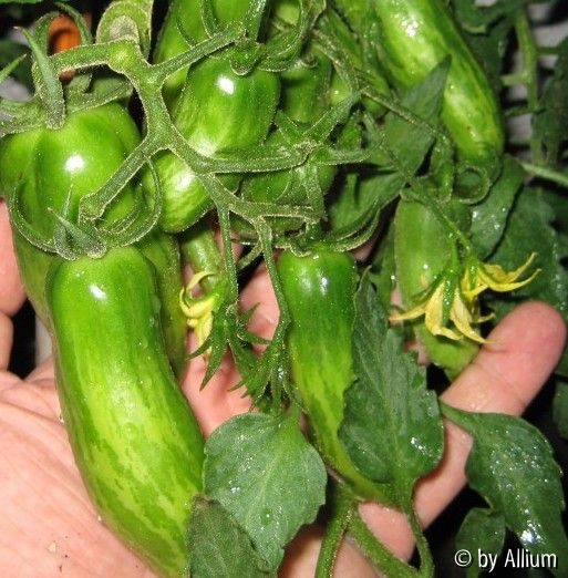 070605_GreenSausage
