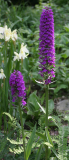 Dactylorhiza x grandis