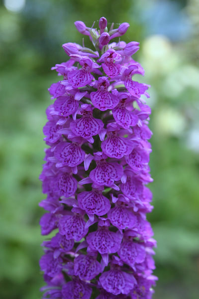 Dactylorhiza x grandis