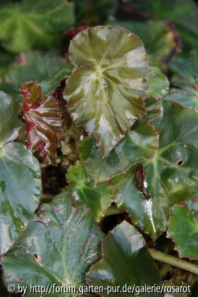 begonia sanguinea