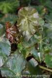 begonia sanguinea