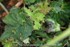Begonia mit eingedrehtem Kräuselblatt