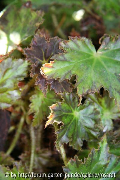 Begonia mit braunem Neutrieb