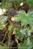 Begonia mit braunem Neutrieb