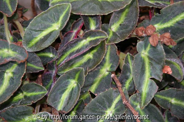 begonia listada