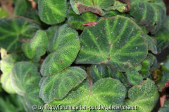 begonia masoniorum?