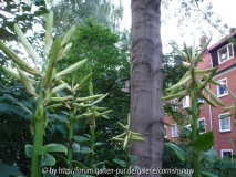 Cardiocrinum giganteum - 08.06.2007 - I