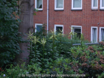 Cardiocrinum giganteum - 08.06.2007 - II
